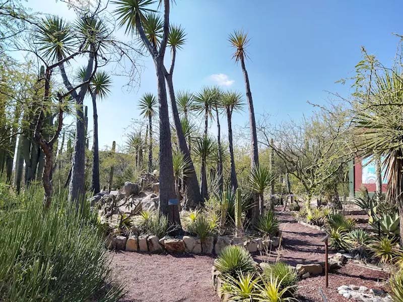 Jardín Botánico Helia Bravo Hollis: maravilla de cactus gigantes en Puebla
