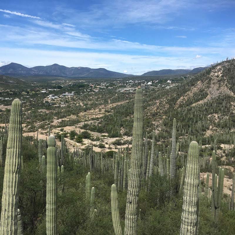 Jardín Botánico Helia Bravo Hollis: maravilla de cactus gigantes en Puebla