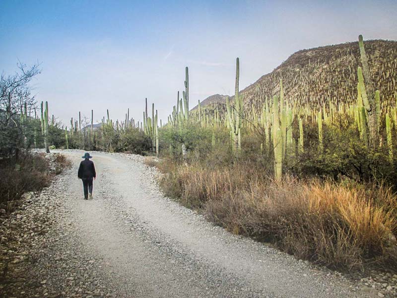 Jardín Botánico Helia Bravo Hollis: maravilla de cactus gigantes en Puebla