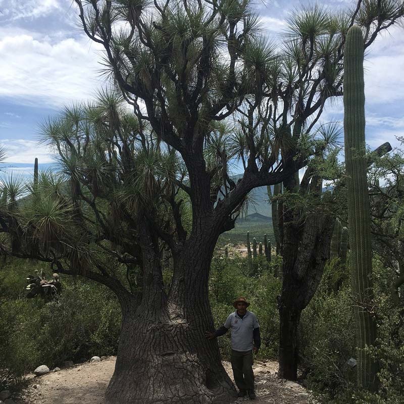 Jardín Botánico Helia Bravo Hollis: maravilla de cactus gigantes en Puebla