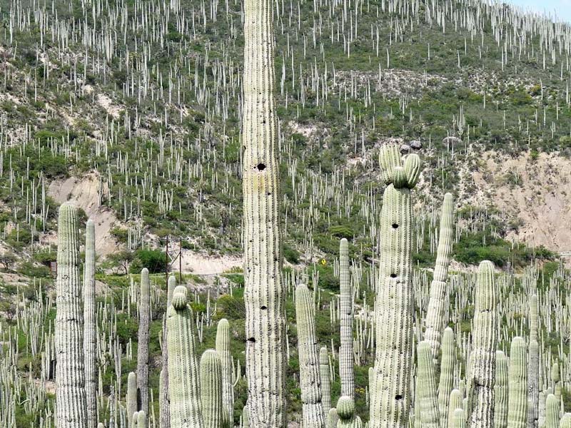 Jardín Botánico Helia Bravo Hollis: maravilla de cactus gigantes en Puebla