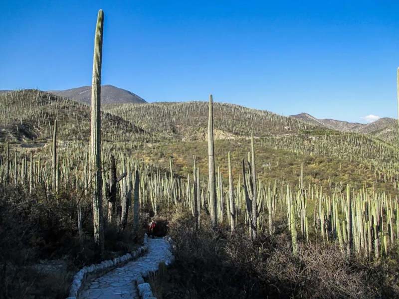Jardín Botánico Helia Bravo Hollis: maravilla de cactus gigantes en Puebla