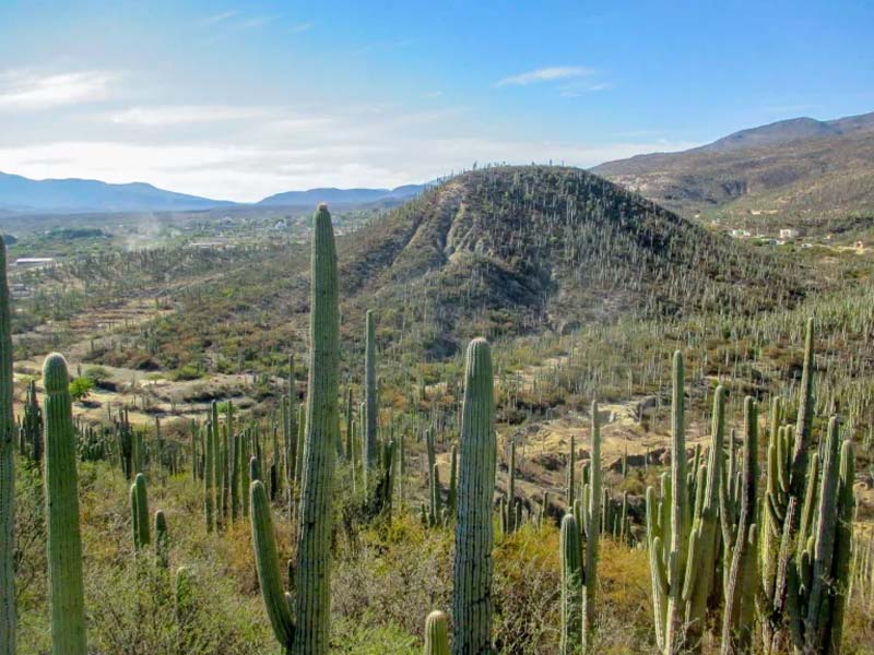 Jardín Botánico Helia Bravo Hollis: maravilla de cactus gigantes en Puebla