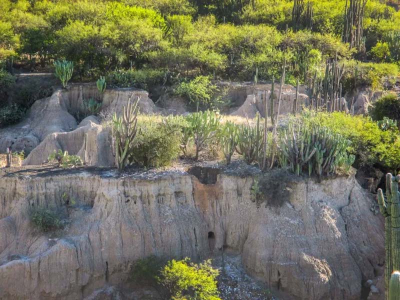 Jardín Botánico Helia Bravo Hollis: maravilla de cactus gigantes en Puebla