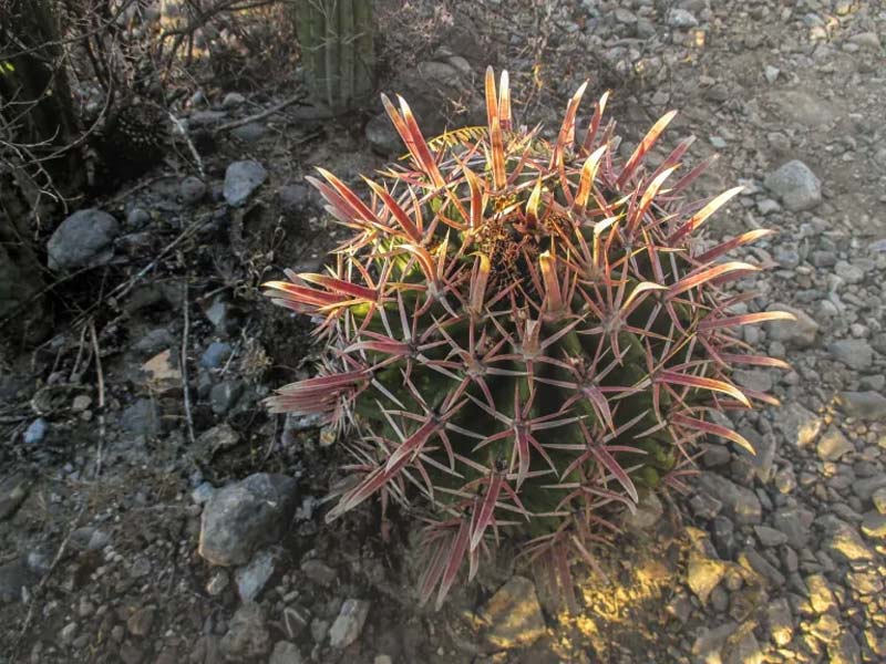 Jardín Botánico Helia Bravo Hollis: maravilla de cactus gigantes en Puebla