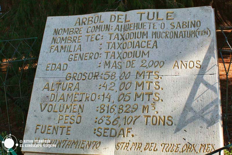 Árbol del Tule en Oaxaca: historia, misterio y el árbol más ancho del mundo