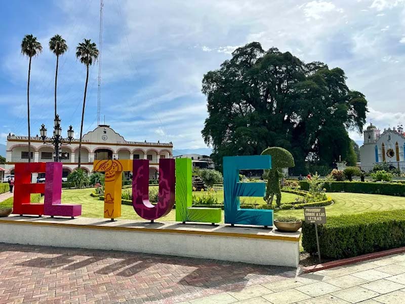 Árbol del Tule en Oaxaca: historia, misterio y el árbol más ancho del mundo