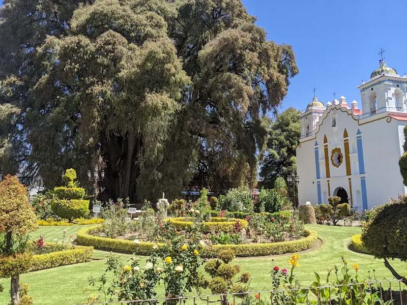 Árbol del Tule en Oaxaca: historia, misterio y el árbol más ancho del mundo