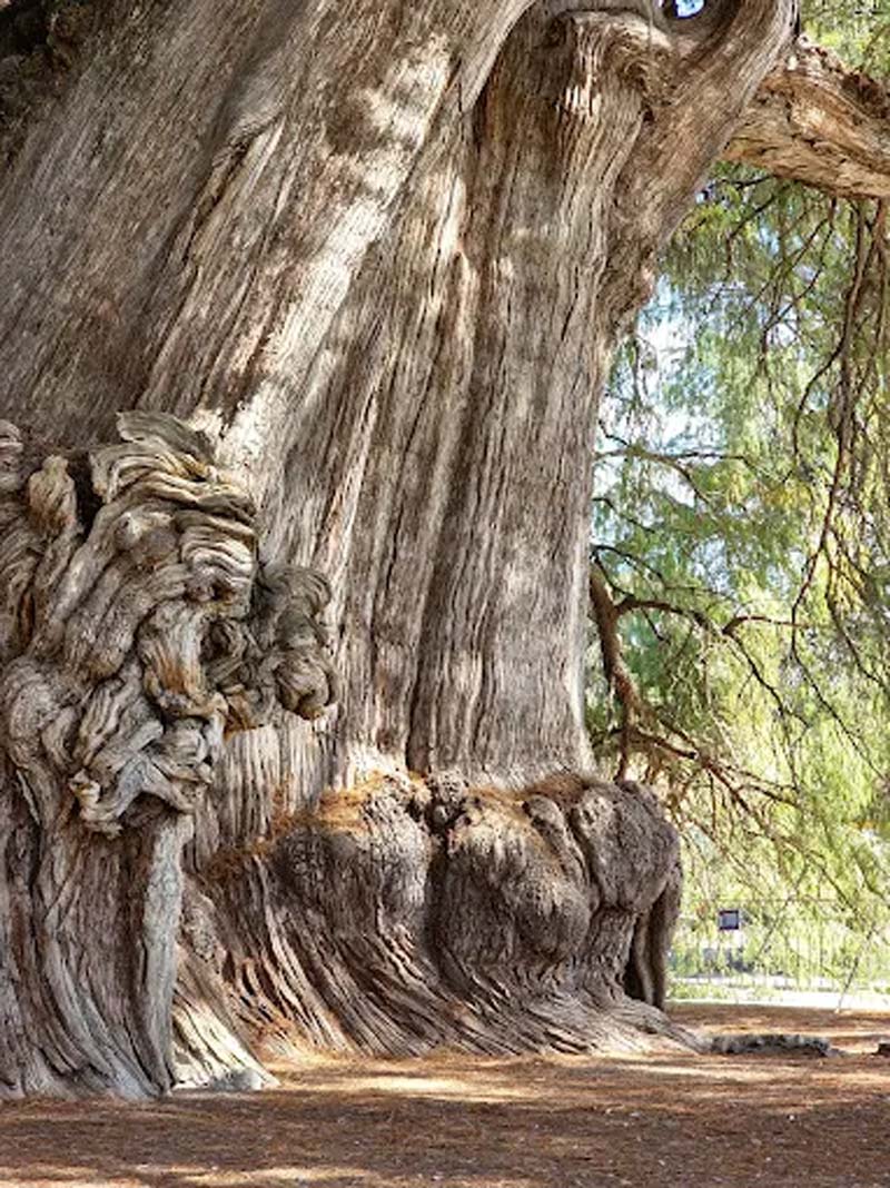 Árbol del Tule en Oaxaca: historia, misterio y el árbol más ancho del mundo