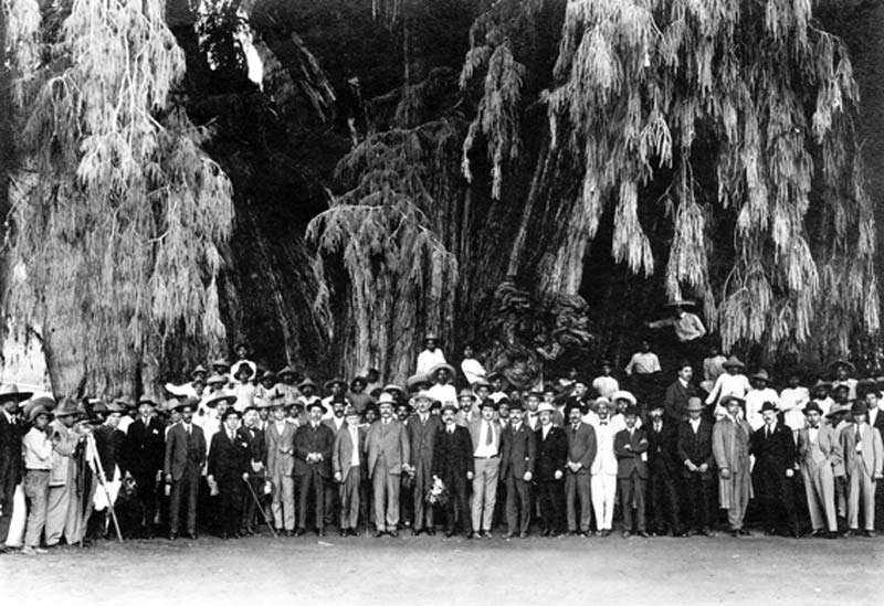 Árbol del Tule en Oaxaca: historia, misterio y el árbol más ancho del mundo