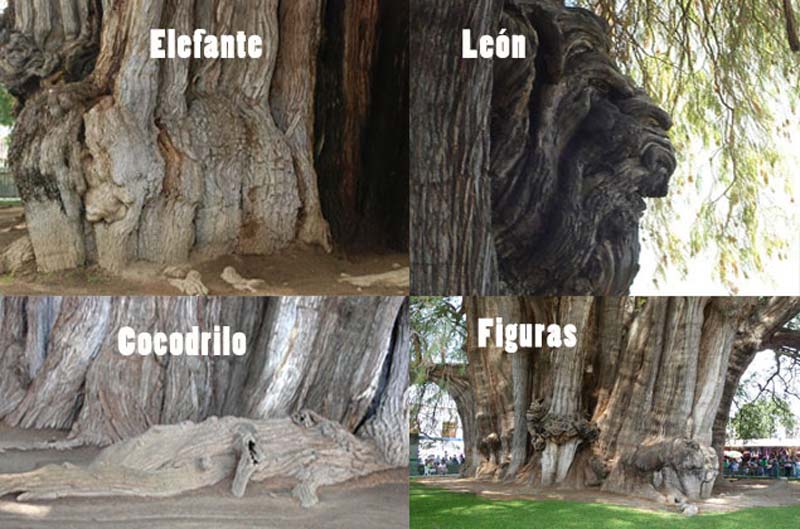 Árbol del Tule en Oaxaca: historia, misterio y el árbol más ancho del mundo