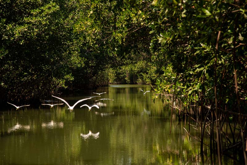 Lagunas de Chacahua, Oaxaca: el paraíso natural donde el mar y la selva se encuentran
