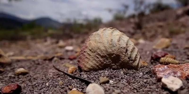 San Juan Raya, el rincón de Puebla que fue mar y hoy es un desierto lleno de fósiles