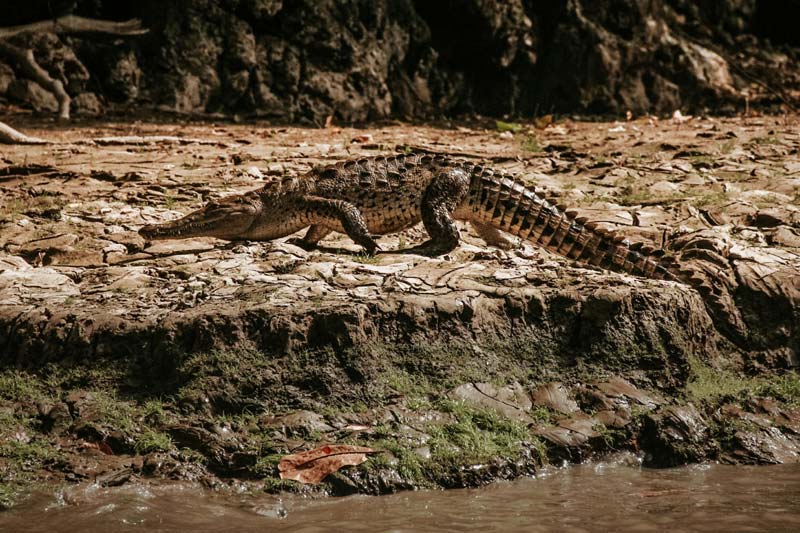¿Te atreves? Así es el Cañón del Sumidero, la maravilla natural más impactante de México