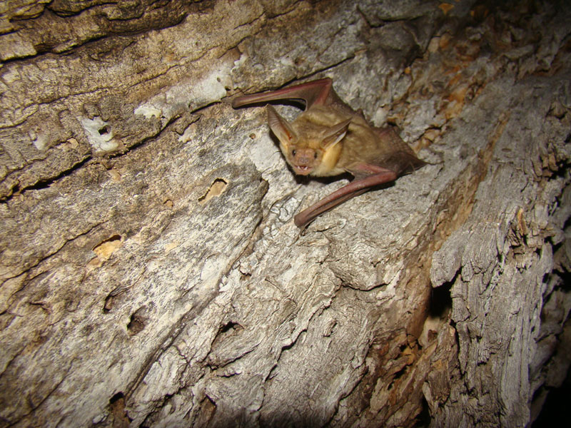 Las Grutas de Xoxafi son refugio de diversas especies de murciélagos, incluido el murciélago magueyero menor.