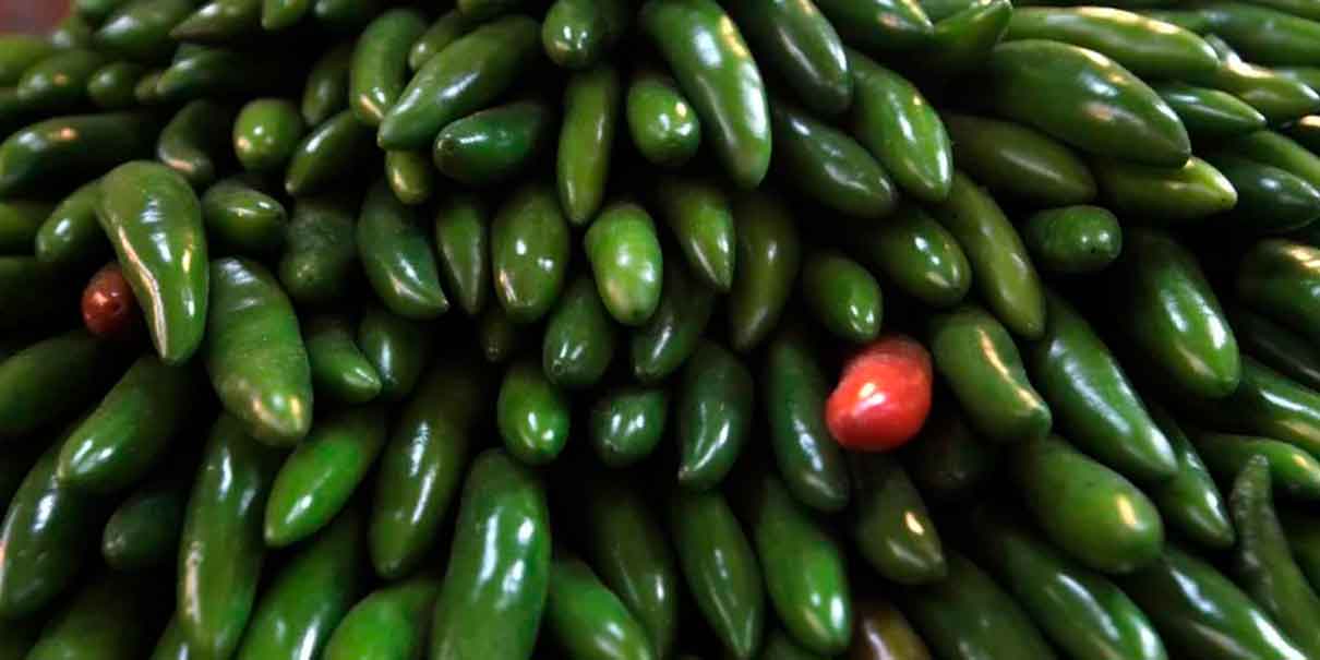 Jalapeños contaminados