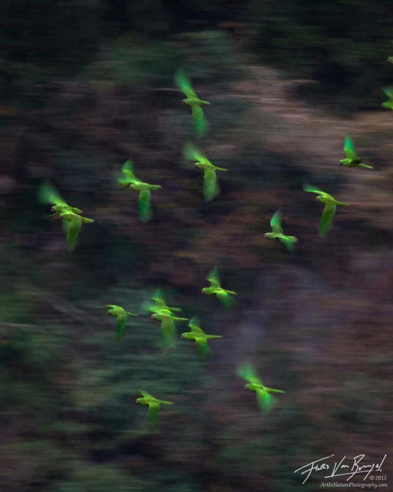 Conoce la Cueva de las Cotorras, la maravilla natural de Chiapas con vuelo de miles de aves y pinturas rupestres