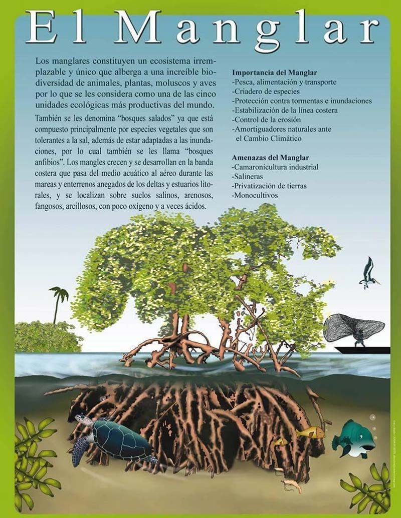 Entre selva y mar: descubre La Ventanilla, el tesoro oculto de Oaxaca