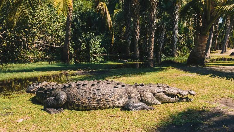 Entre selva y mar: descubre La Ventanilla, el tesoro oculto de Oaxaca