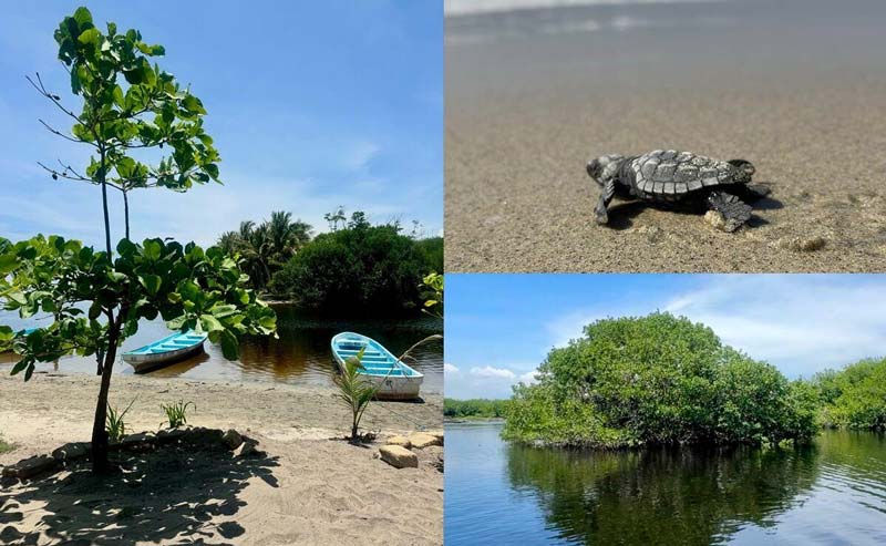 Entre selva y mar: descubre La Ventanilla, el tesoro oculto de Oaxaca