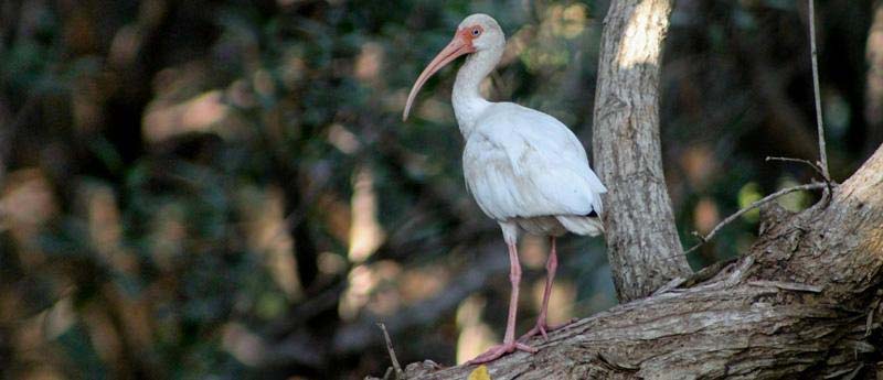 Entre selva y mar: descubre La Ventanilla, el tesoro oculto de Oaxaca
