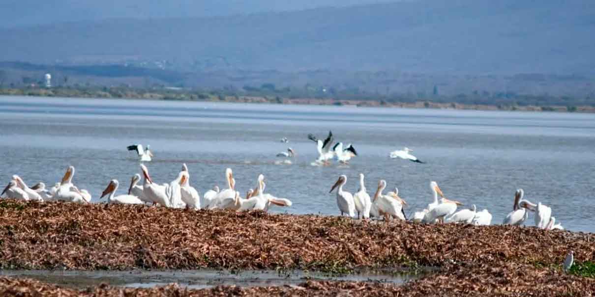 Refugio para 146 especies de aves