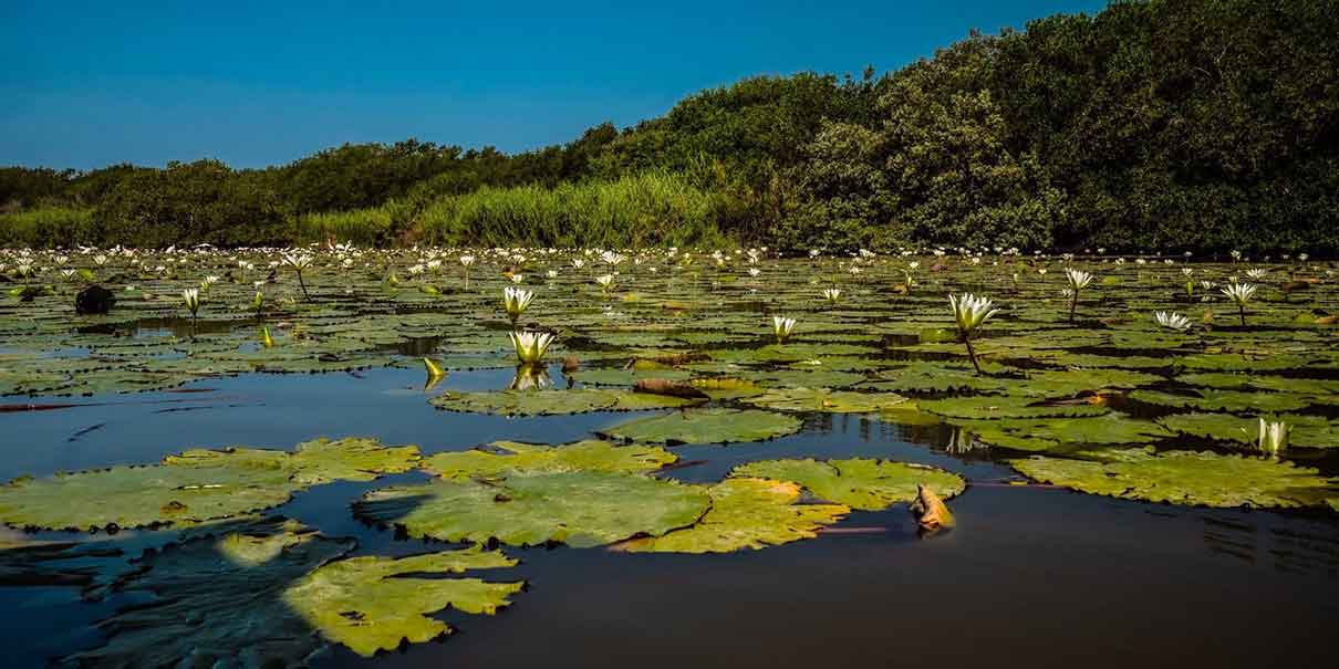 Laguna de Tres Palos 