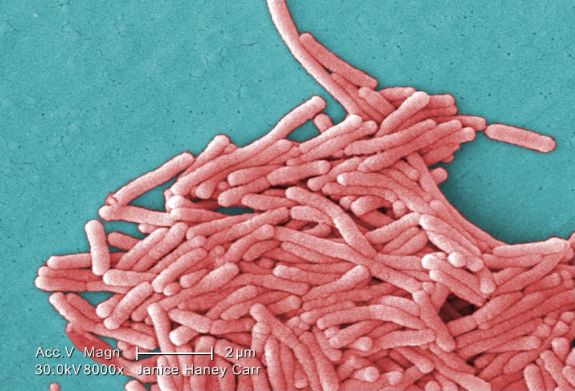 Imagen de la bactéria bajo un microscopio
