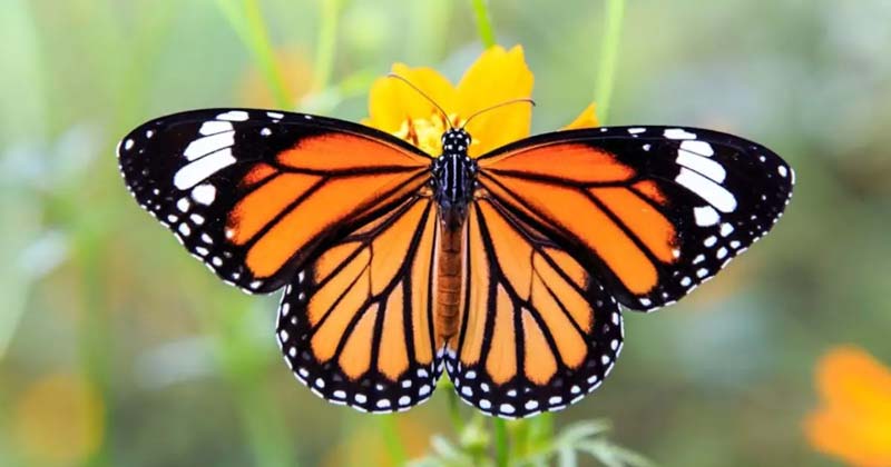 La primera mariposa monarca con GPS completa su viaje hasta Michoacán
