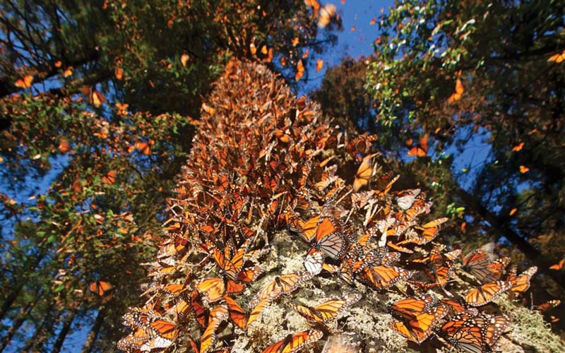 Llega a Michoacán la primera mariposa monarca rastreada por satélite