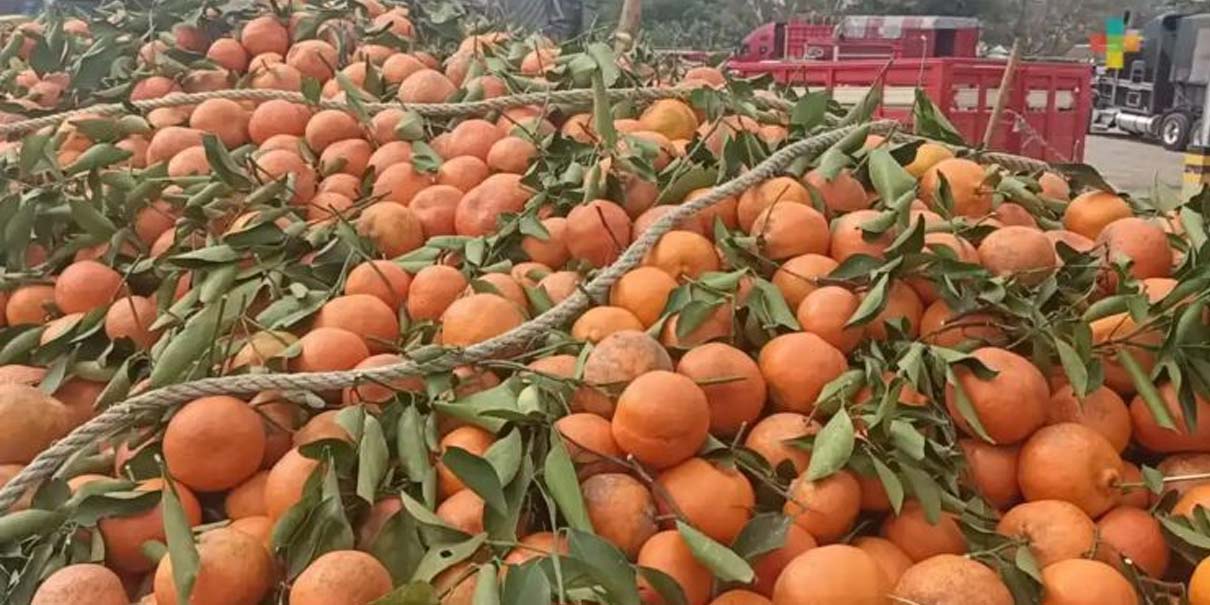 Crisis citrícola: lluvias arrasan con plantíos de naranja en Veracruz, Puebla y San Luis Potosí