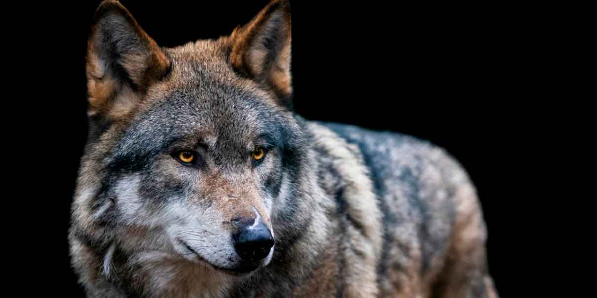 Lobos también pueden transmitir rabia