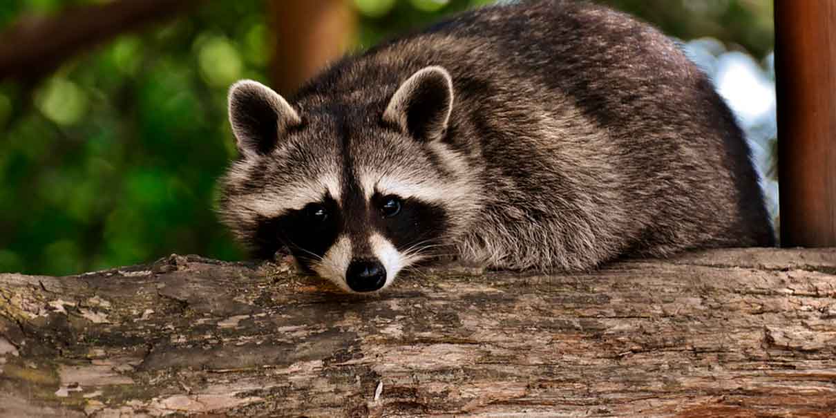 Mapache