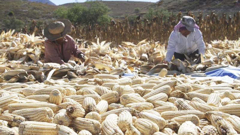 México dependerá más del maíz de Estados Unidos; USDA prevé compras récord