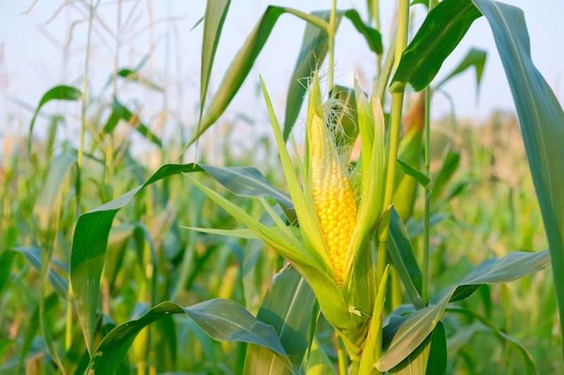 México dependerá más del maíz de Estados Unidos; USDA prevé compras récord