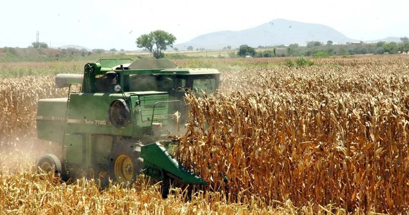 México dependerá más del maíz de Estados Unidos; USDA prevé compras récord