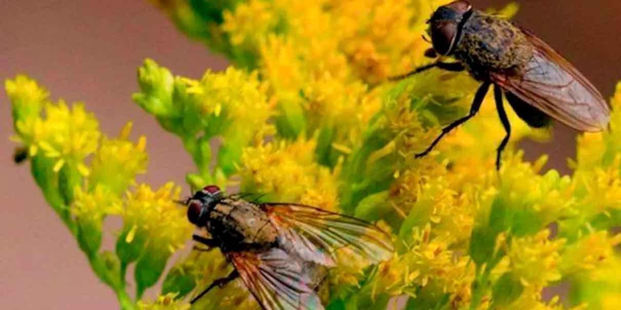 Moscas son ahuyentadas con plantas