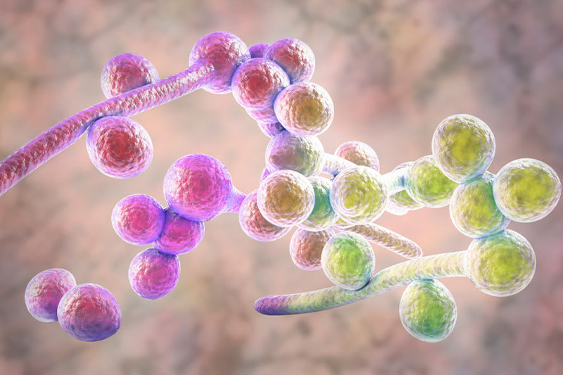 Candida albicans, hongo que puede causar infecciones invasivas en pacientes hospitalizados.