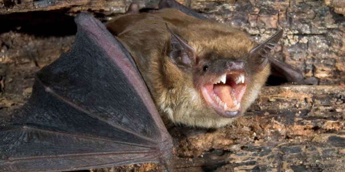 El murciélago es el principal transmisor de rabia humana