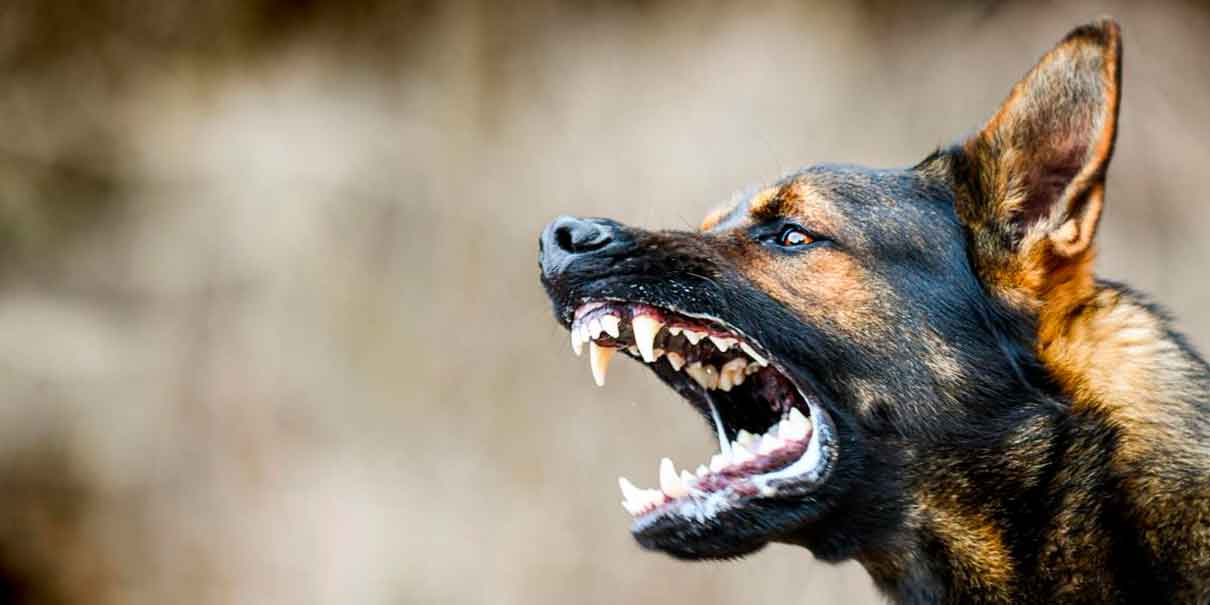 Los perros no son los únicos que transmiten el virus