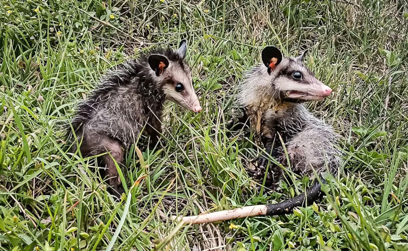 Los tlacuaches forman parte de la fauna silvestre que habita en la zona de la Presa El Cedral, en Hidalgo.
