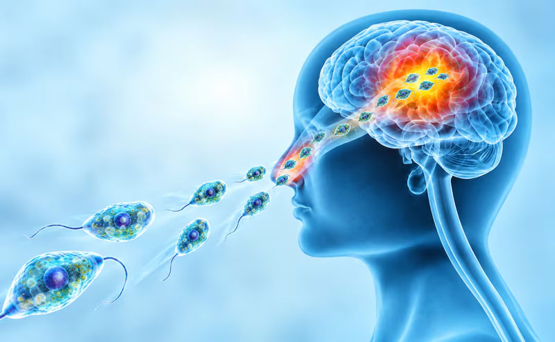 La Naegleria fowleri, conocida como ameba comecerebros, habita en aguas dulces tibias y puede causar una infección cerebral mortal.