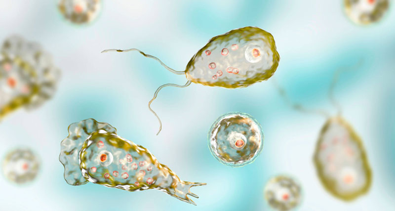 Autoridades recomiendan evitar que el agua dulce tibia entre por la nariz para prevenir infecciones por la ameba comecerebros.