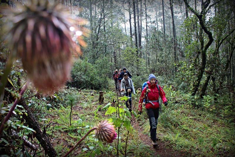 Santa María Yavesía, el paraíso escondido en la Sierra Juárez de Oaxaca