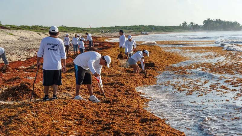 El sargazo afecta una amplia zona del Atlántico y el Caribe; alrededor del 10% llega a las costas de México, principalmente a Quintana Roo