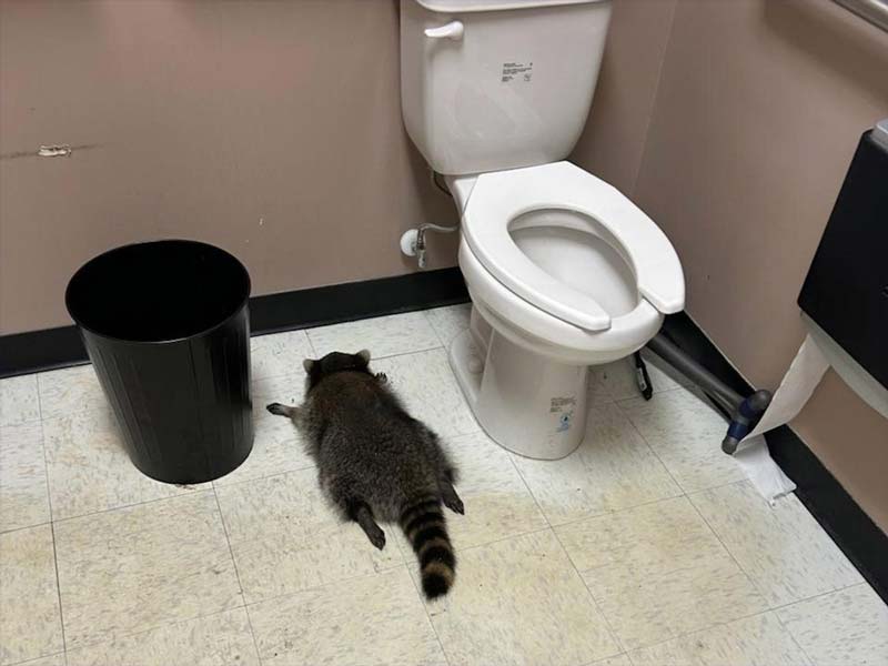 Mapache borracho entra a licorería y termina su fiesta tirado en el baño