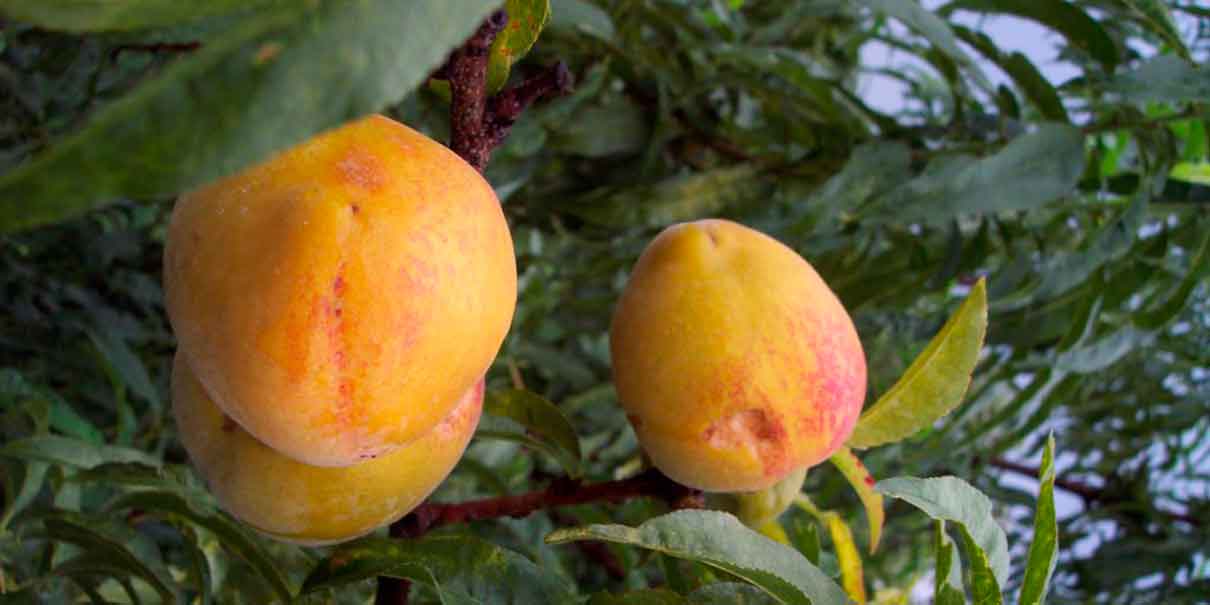 Tetela del Volcán