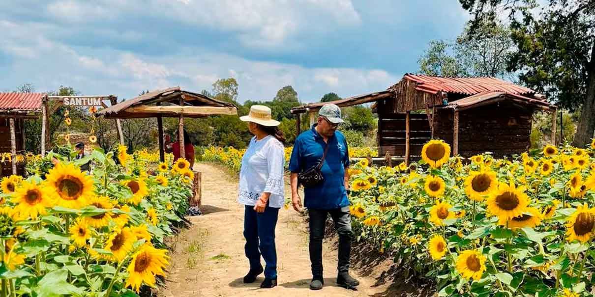 Ticumán se encuentra Girasoles Casa del Bosque,