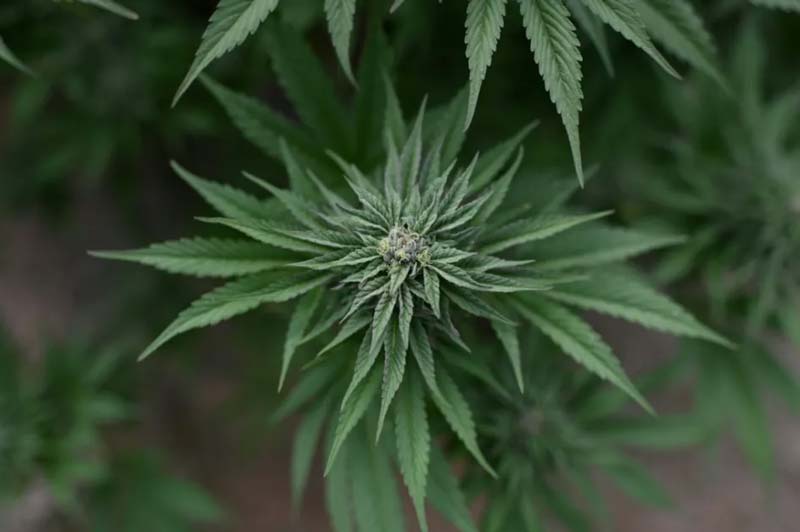 Orden de Trump reduce restricciones al cannabis y abre paso a la investigación médica