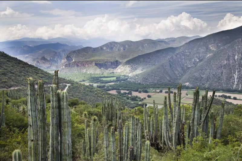 La Reserva de la Biosfera Barranca de Metztitlán destaca por sus barrancas, montañas y paisajes semidesérticos.